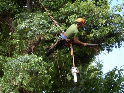 Professional Tree Pruning in Knoxville Tennessee-2-2