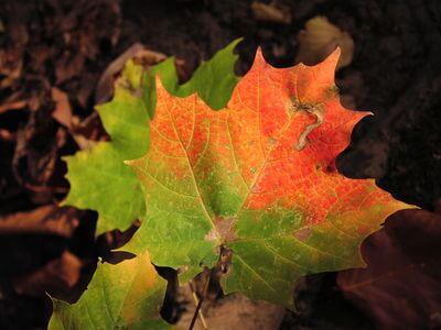 what-causes-leaves-to-change-color-knoxville-tree-service