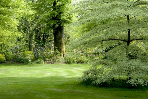 Landscape_Trees_dreams_Knox County TN-2-2