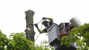 tree-removal-service-in-knoxville-insurance-2