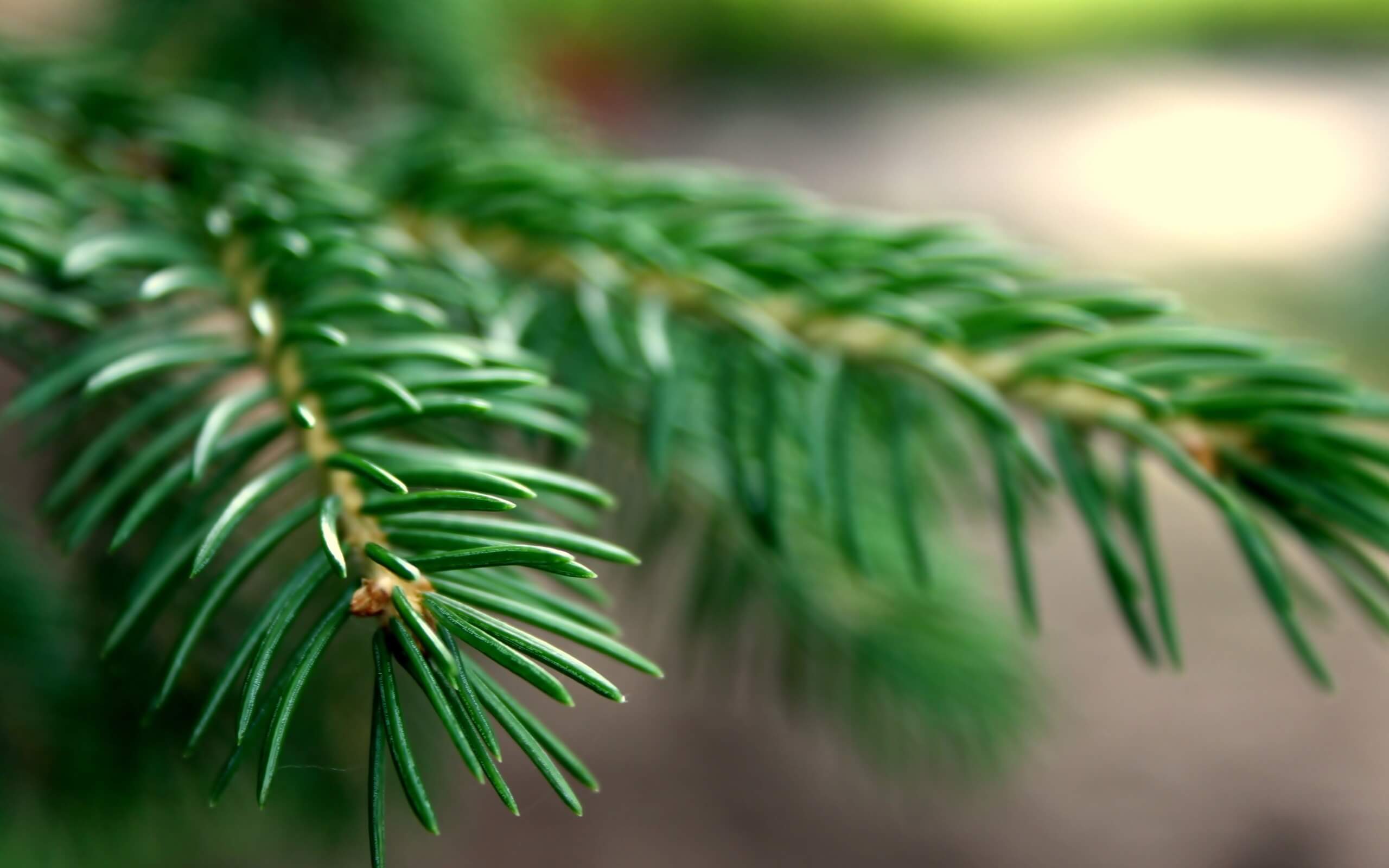 Is your evergreen dying from the bottom up? – Tree Service in Knoxville, TN | Smoky Mountain Tree Service