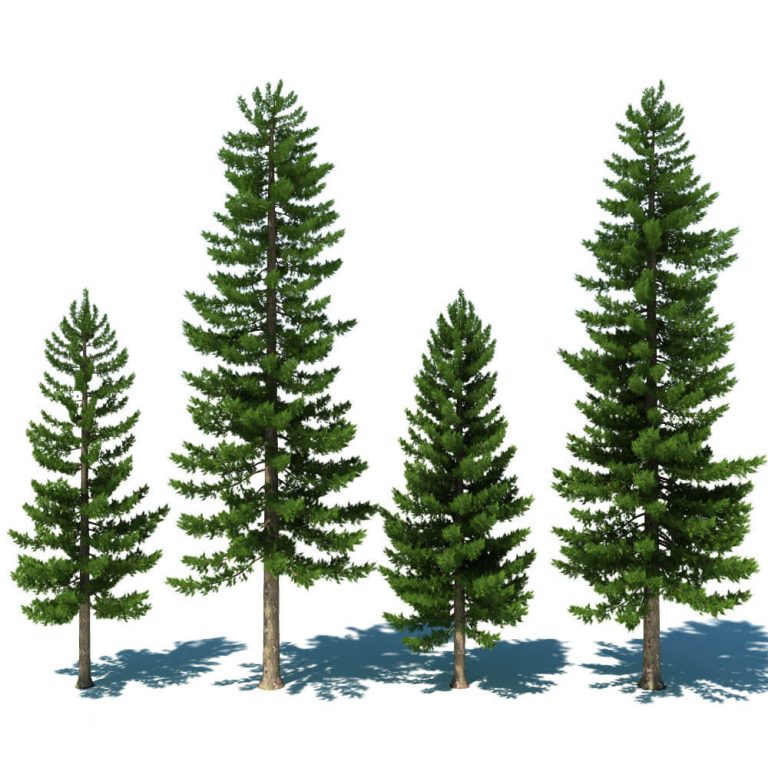 Is your evergreen dying from the bottom up? - Smoky Mountain Tree Service