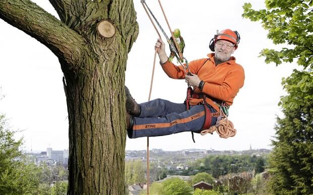 Knoxville Tree Surgery