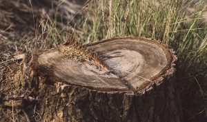 What to Do About Your Naughty Stump-2