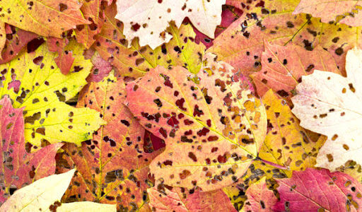 dry autumn leaves