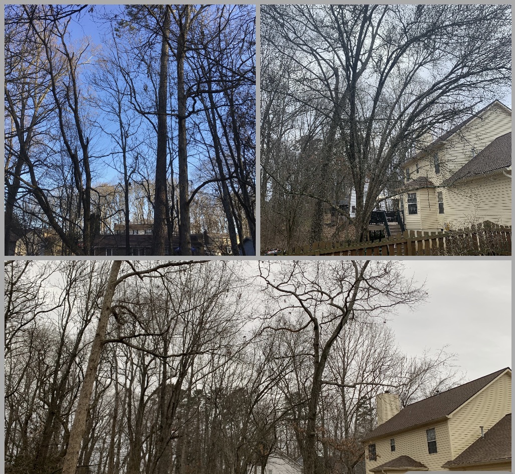 Tree Removal near Knoxville, TN by Derek S. (Check-in #3228)