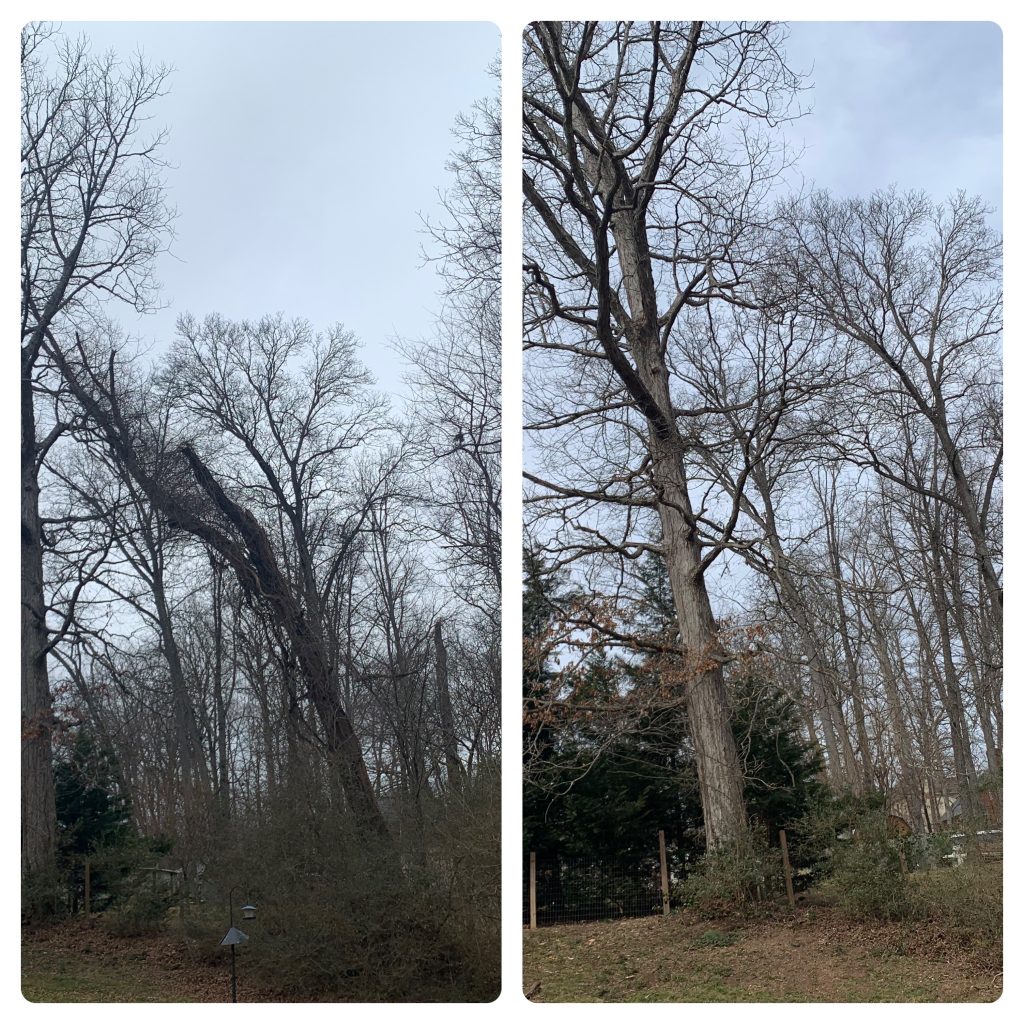 Tree Removal near Farragut, TN by Derek S. (Check-in #3250)