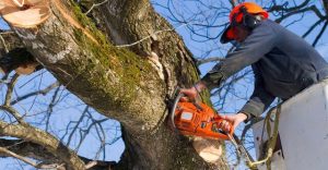 Tree-Service-company-in-Knoxville-Tennessee