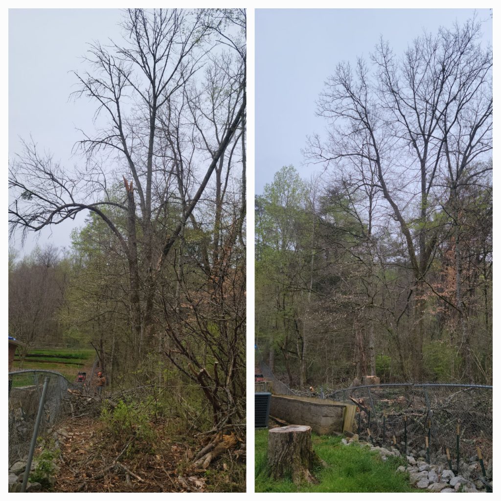 Tree removal near Oak Ridge, TN by Heaton P. (Check-in #3329)