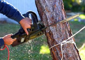 Smoky Mountain Tree Service Tree-Removal Tips