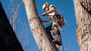 Arborist in Knoxville, Tennessee