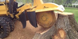 Knoxville Tennessee Stump Grinding