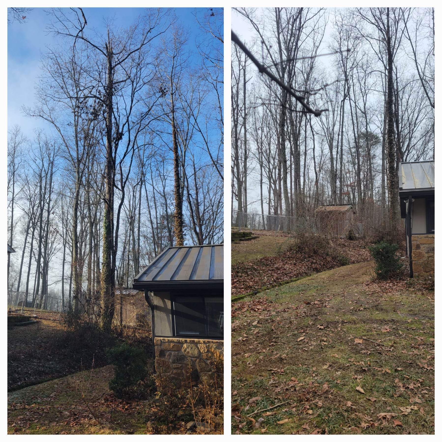 Tree Removal near Knoxville, TN by Derek S. (Check-in #3906)