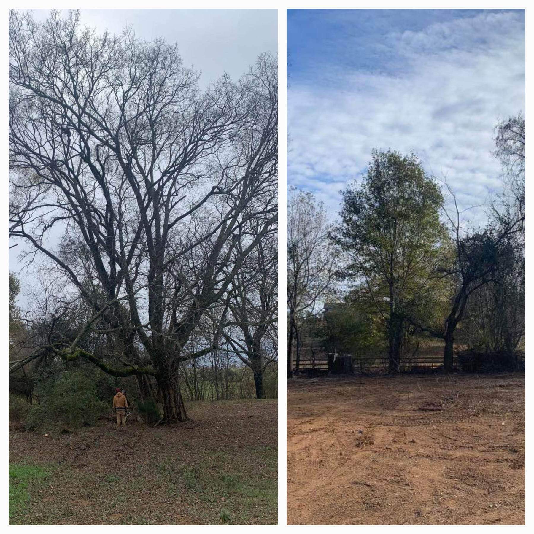 Tree Removal near Seymour, TN by Derek S. (Check-in #3902)